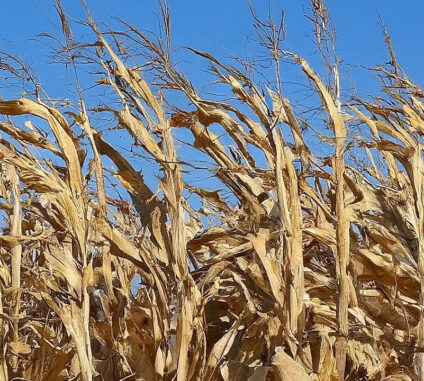 Maize, also widely known as corn, is a powerhouse grain that has nourished civilizations for millennia.