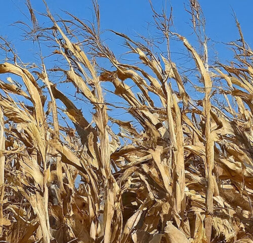 Maize, also widely known as corn, is a powerhouse grain that has nourished civilizations for millennia.