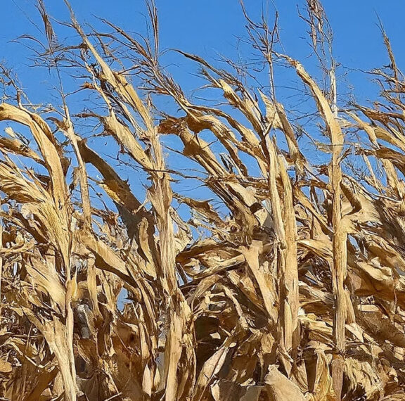 Maize, also widely known as corn, is a powerhouse grain that has nourished civilizations for millennia.