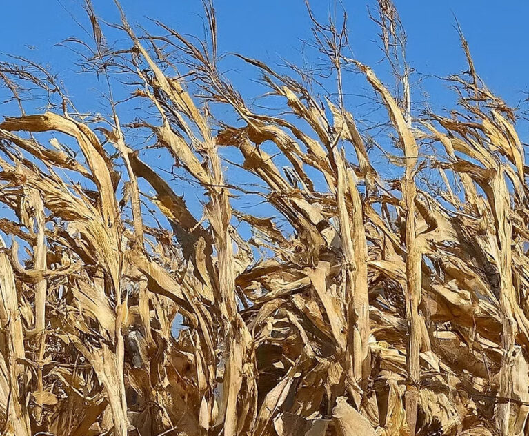 Maize, also widely known as corn, is a powerhouse grain that has nourished civilizations for millennia.