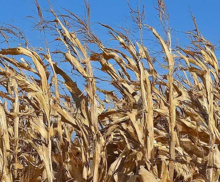 Maize, also widely known as corn, is a powerhouse grain that has nourished civilizations for millennia.