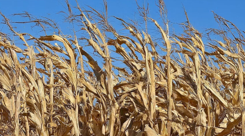 Maize, also widely known as corn, is a powerhouse grain that has nourished civilizations for millennia.